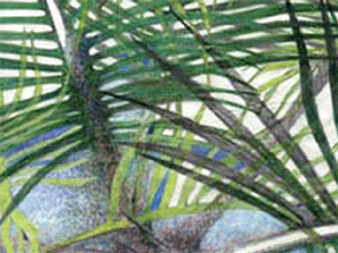 Palms