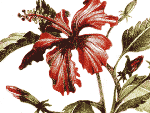 Hibiscus