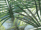 palms