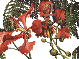 flamboyant 3