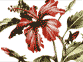 hibiscus
